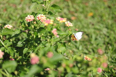 Close-up of butterfly pollinating on flowering plant