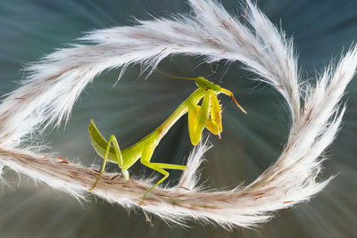 Close-up of butterfly on yellow flower