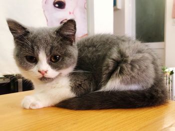 Close-up portrait of a cat