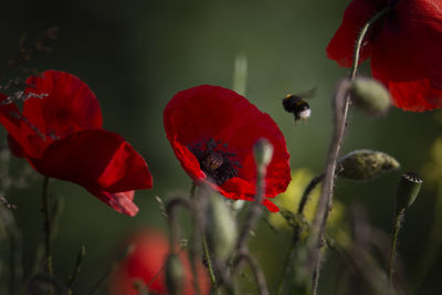 Close-up of red poppy flowers on plant