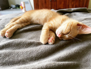Close-up of cat sleeping on bed