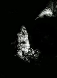 Close-up of lizard on rock at night