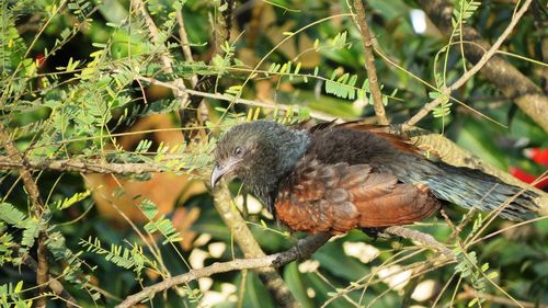 Close-up of bird perching on tree