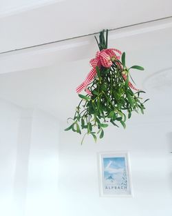 Close-up of flower hanging against wall