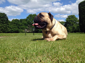 Dog on grassy against cloudy sky