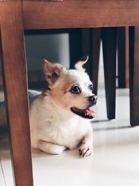 Close-up of dog sitting on floor at home