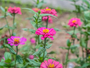 Close-up of pink flowers