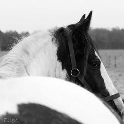 Close-up of cropped eye