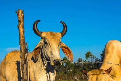 Low angle view of horse against clear blue sky