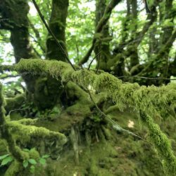 Close-up of moss growing on tree trunk