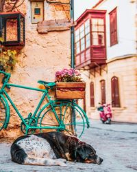 Potted plant on street against building