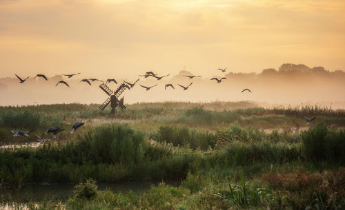 Birds flying over land against sky during sunset