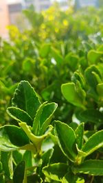 Close-up of plant