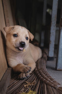 Close-up portrait of dog sitting at home