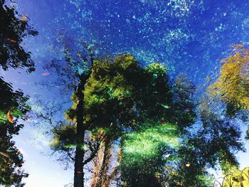 Low angle view of trees against blue sky