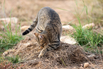 Close-up of cat lying on field