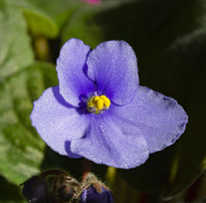 Close-up of purple iris flower