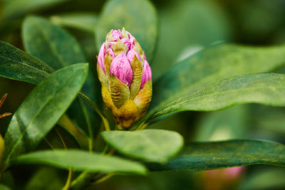 Close-up of plant