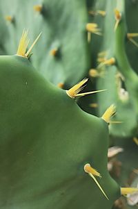 Close-up of insect on plant