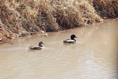 Two ducks in a lake