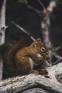 Squirrel on a tree
