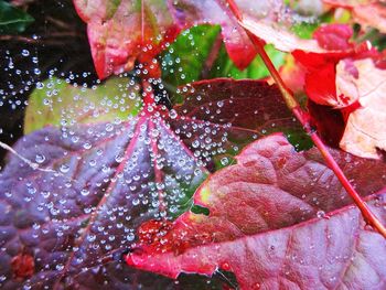 Close-up of wet red flowers