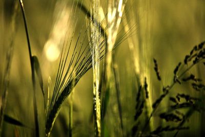 Close-up of wheat growing on field