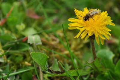 Close-up of bee on yellow flower