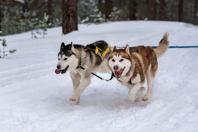 Dogs running on snow covered land