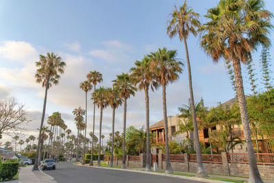 Panoramic view of palm trees by road against sky