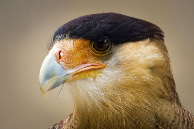 Close-up of bird