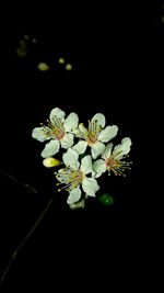 Close-up of white flowers