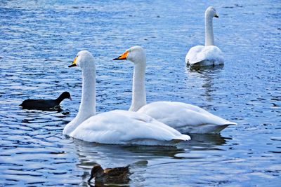 Swans swimming in lake