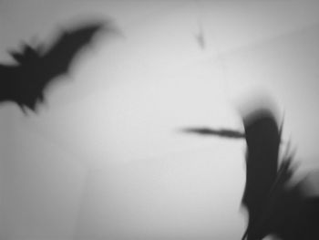 Close-up of silhouette hand against blurred background