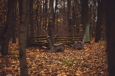 Bench in park during autumn