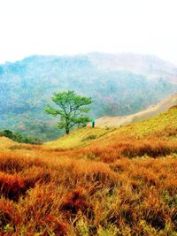 Scenic view of grassy field