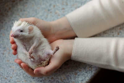 Girl holds cute hedgehog in her hands. portrait of pretty curious muzzle of animal. favorite pets.