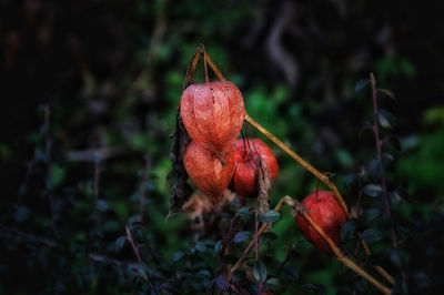 Close-up of red berries on plant