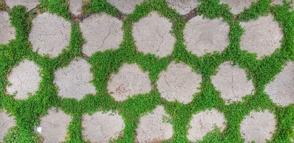 High angle view of plants growing on land