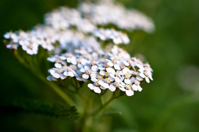 Close-up of white flowers