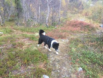 Black dog running in a forest