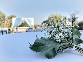 Close-up of white flowering plant against sky