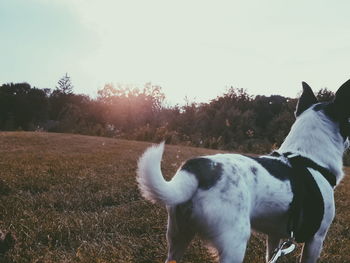 Close-up of dog standing on field against sky