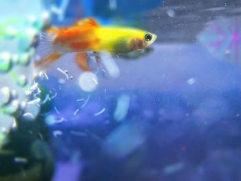 Close-up of fish swimming in aquarium