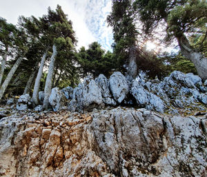 Low angle view of trees against sky during winter