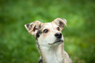 Close-up portrait of a dog looking away