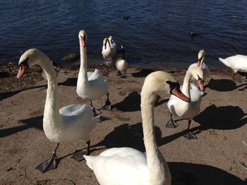 High angle view of swans swimming on lake