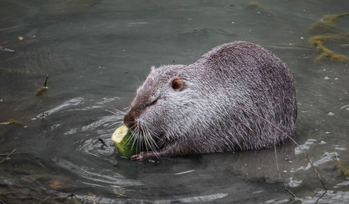 High angle view of duck swimming in lake