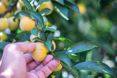 Midsection of person holding fruit