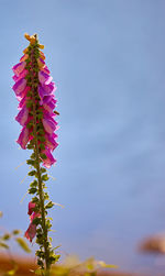 Low angle view of flowering plant against sky